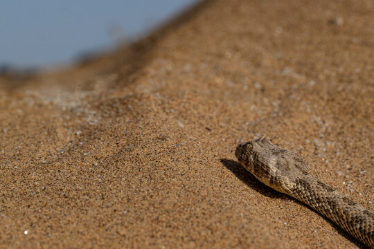 Close up of the head of a Desert Horned Viper (Cerastes cerastes) slithering across the ochre sand of the Namib Desert