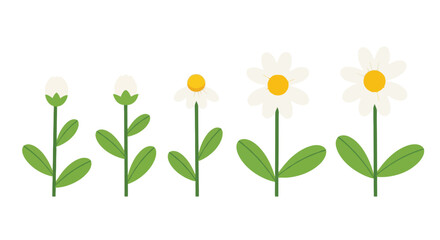 Illustration showing the growth stages of a daisy flower from bud to full bloom, with green leaves and stems.