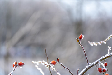 A branch with small red berries and ice on it. The berries are clustered together and appear to be frozen. The branch is covered in a layer of ice, giving it a frosty appearance