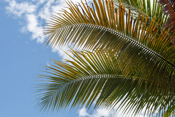palm leaves against blue sky © nathalie