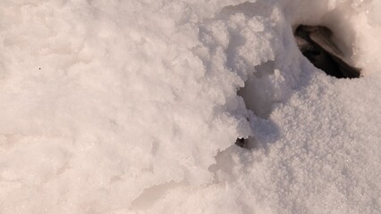 Gruba warstwa śniegu w okresie zimowym. Zaspy białego śniegu zalegające na posesji.  © tomo81