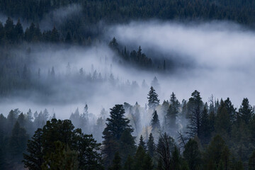 High-resolution landscape of a coniferous forest shrouded in dense morning fog. Deep blue tones and natural atmospheric layers provide a moody aesthetic. © marcodenaro