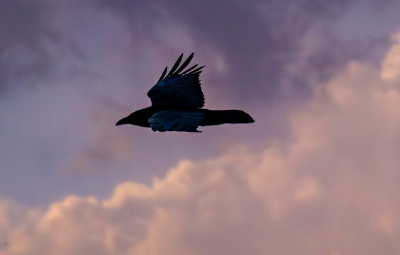 Raven at Dusk