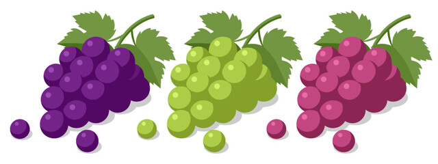 Obraz premium Isometric vector set of purple, green, and red grape bunch with leaf. Fresh berry fruit for wine, juice, or healthy snack. Organic vineyard harvest element for market and diet design isolated on white