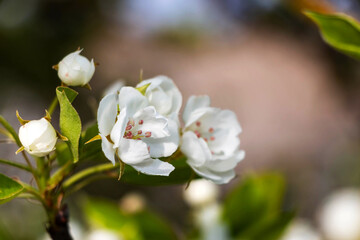 Obraz premium Cherry tree blooms with white flowers in early spring in the garden