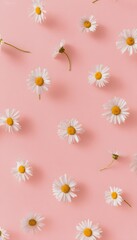 Obraz premium Delicate white daisies on pink background a gentle minimal lifestyle illustration concept
