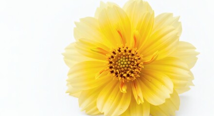 Obraz premium Yellow Flower Closeup on White Background.