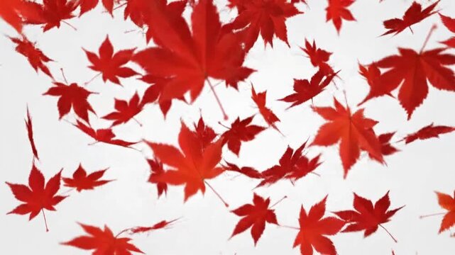 Falling red maple leaves on a light background