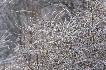 A tree with branches covered in snow. The snow is very thick and the branches are covered in ice