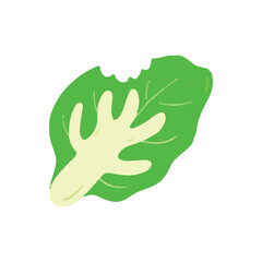 Obraz premium Hand Drawn Bitten Leaf of Lettuce or Green Vegetable