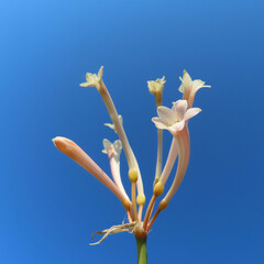 日本で冬にキルタンサスがピンク色の花を咲かせています