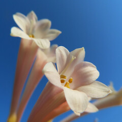 日本で冬にキルタンサスがピンク色の花を咲かせています