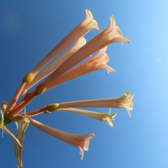 日本で冬にキルタンサスがピンク色の花を咲かせています