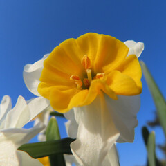 日本で冬にスイセンが白い花を咲かせています