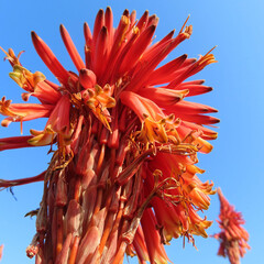 日本で冬にアロエがオレンジ色の花を咲かせています