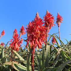 日本で冬にアロエがオレンジ色の花を咲かせています