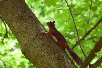 Red squirrel on a tree trunk in a spring park.