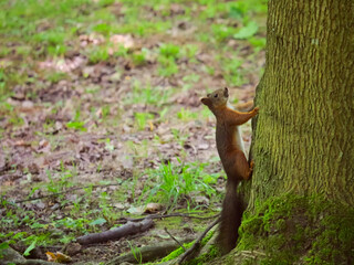 Obraz premium Red squirrel on a tree trunk in a spring park.
