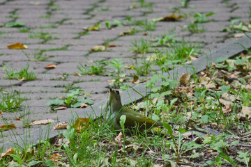 The grey-headed woodpecker (Picus canus), grey-faced woodpecker in summer park.