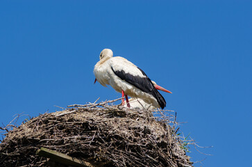 A pair of storks in a nest in spring against a blue sky.