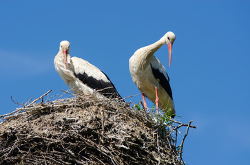 A pair of storks in a nest in spring against a blue sky.