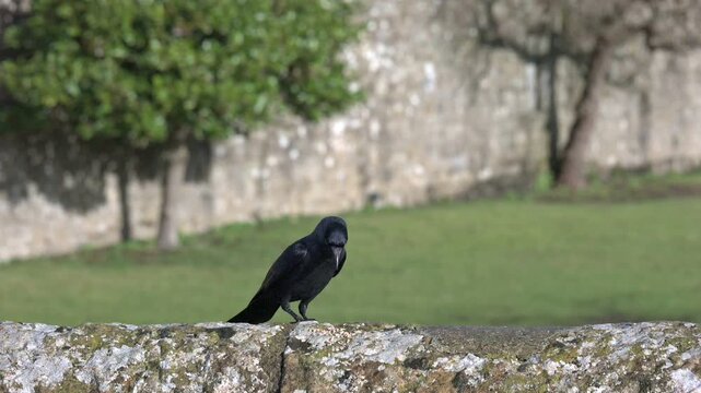 Jackdaw (Corvus monedula) eating seeds on top of a stone wall, taking off and hovering. January, Kent, UK [Slow motion x10]