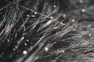 Dark fur displaying glistening water droplets macro texture