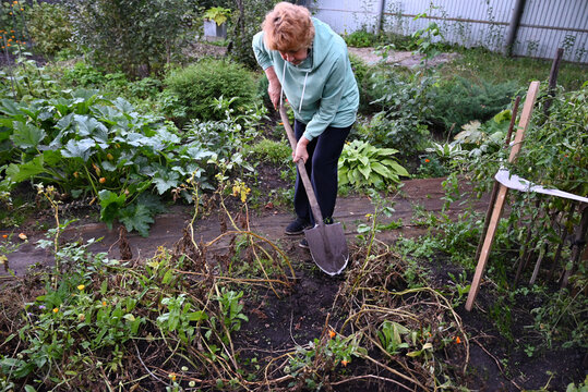 Woman gardening in her backyard, preparing soil for planting vegetables during autumn