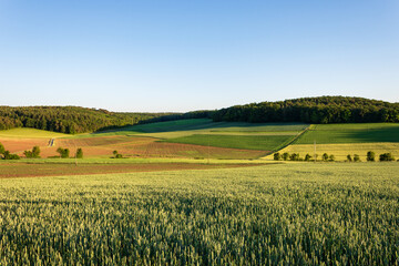 Summer grain field with rolling hills in Tauber Valley, Germany © Lilli Bähr