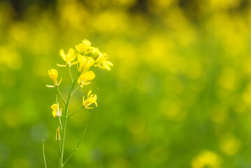 Close-up of yellow mustard flower