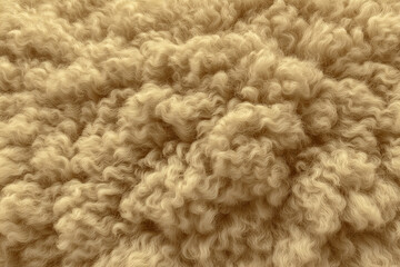 Beige wool texture of sheep fleece showing natural curly hair patterns