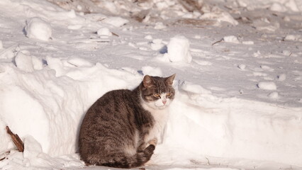 Biało szary kot siedzący na słońcu na tle zaspy śniegu