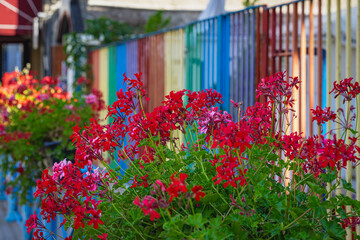 Obraz premium Charming row of vivid geraniums, picturesque view on city street. Bright geranium flowers blooming near colorful rainbow fence on urban street. Concept of urban color harmony, vibrant floral design