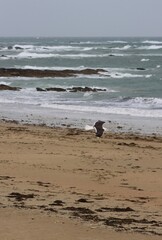 waves on the beach and seagull in the sky 