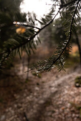 Branche dans une for&ecirc;t 