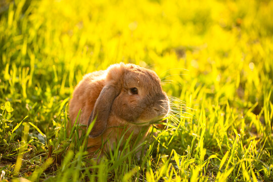 Rabbit fold-eared mini lop sits on the lawn. Little rabbit in the grass.