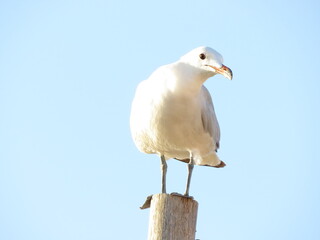 Fototapeta premium Seagull on wooden post close up portrait in sunlight