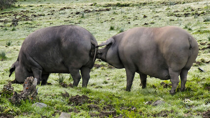 Fototapeta premium Free range iberian pigs eating on dehesa pasture