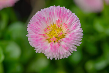 Closeup Floral Detail. Macro Shot Of Vibrant Daisy With Dew. Delicate Pink Daisy With Radiant Center And Fringed Petals © Ksenia Belyaeva