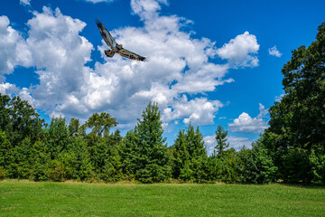 Eagle in Flight over the Forest