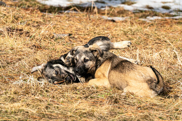 Two cute stray puppies are lying together and playing on dry grass outdoors in the sunlight. The background shows natural, dry vegetation and a small patch of snow.