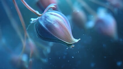 Blue Flower Bud Close Up