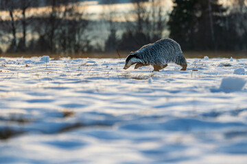 Badger close up ( Meles meles ) © Rudolf