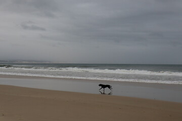 dog running on the beach
