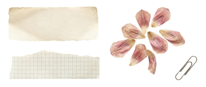 Set of aged torn strip grid paper scrap dried rose petals and a metal paperclip for vintage botanical scrapbooking journaling and collage design