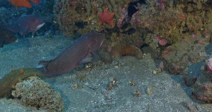 Female sheephead feeding on sea urchin under rock ledge.