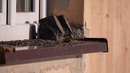 Dokarmianie ptak&oacute;w zimą. Sikorki dokarmiane w porze zimowej.