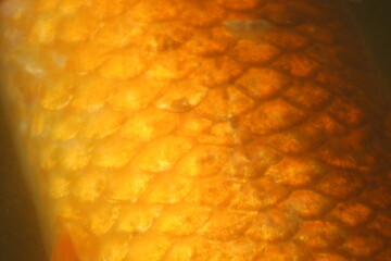 Koi Fish Scales © Samantha