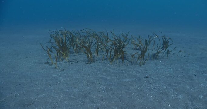Very small patch of turtle grass on sandy seabed.