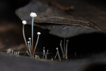 Beautiful magical fungi with dew drops in the dark forest © drakuliren